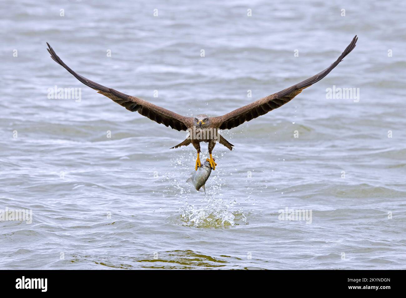 Cerf-volant noir (Milvus migrans) en vol, qui descend pour attraper des poissons du lac avec ses talons Banque D'Images