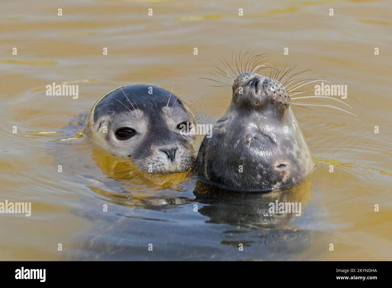Deux jeunes phoques communs / phoques communs (Phoca vitulina) gros plan des juvéniles qui nagent en mer du Nord Banque D'Images