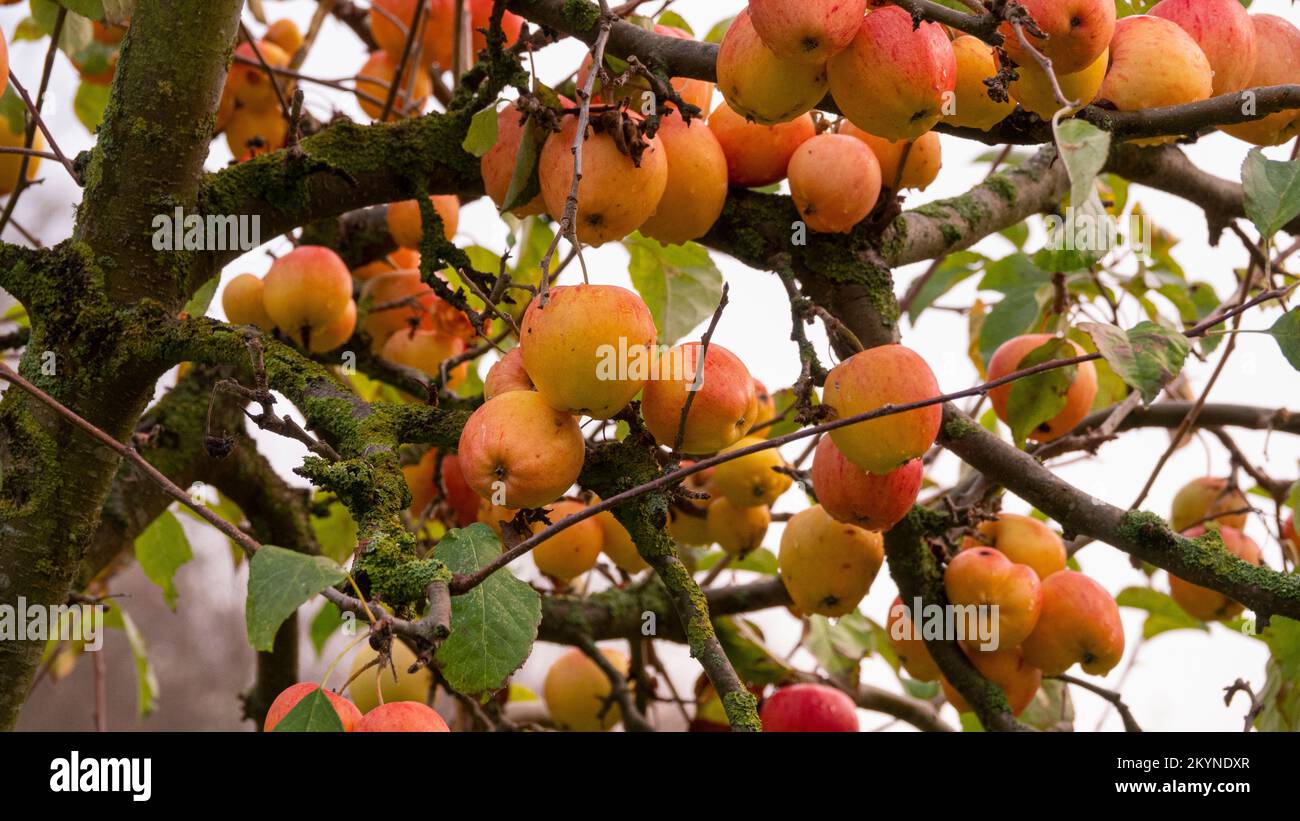 Pommes rouges mûres bio appétissantes sur un pommier de verger. Banque D'Images
