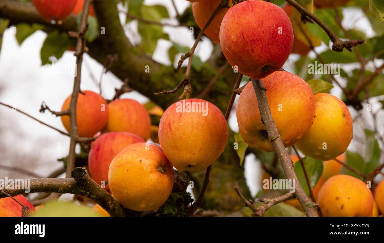 Pommes rouges mûres bio appétissantes sur une branche d'un pommier de verger. Gros plan. Banque D'Images