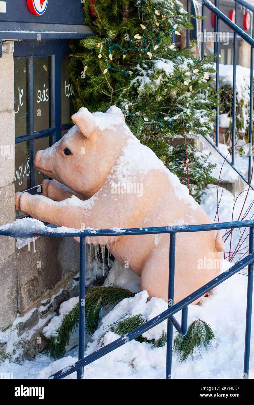 Cochon au restaurant Cochon Dingue à petit Champlain à Québec Banque D'Images