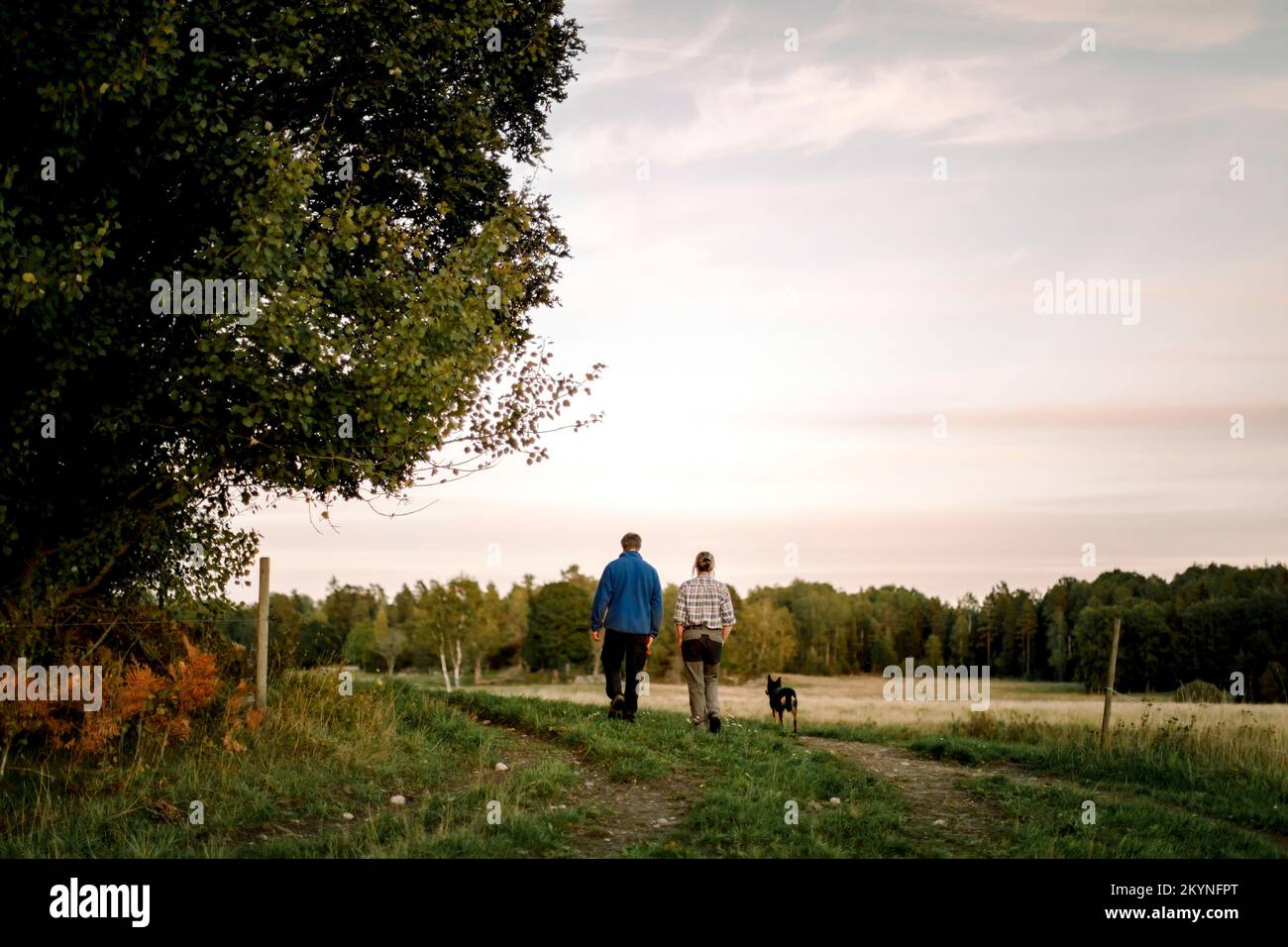 Vue arrière d'un couple avec un chien marchant sur le terrain au coucher du soleil Banque D'Images