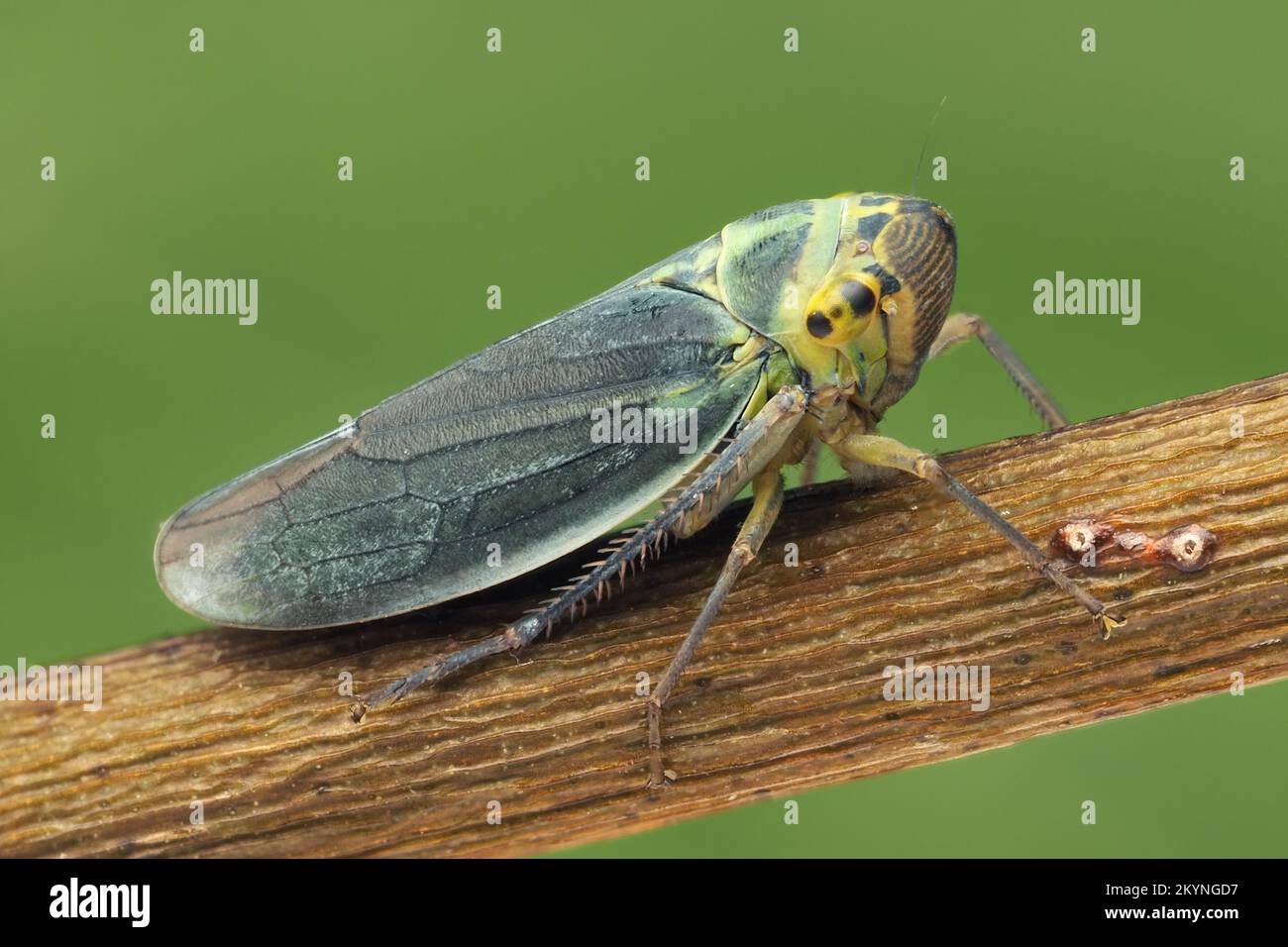 Trémie verte (Cicadella viridis) perchée sur la branche. Tipperary, Irlande Banque D'Images