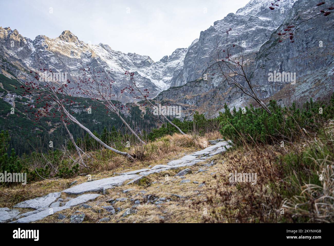 Sentier autour du lac Morskie Oko, parc national de Tatras, près de Zakopane en Pologne. Route de Stony entourée de cendre de montagne et de pins. Banque D'Images