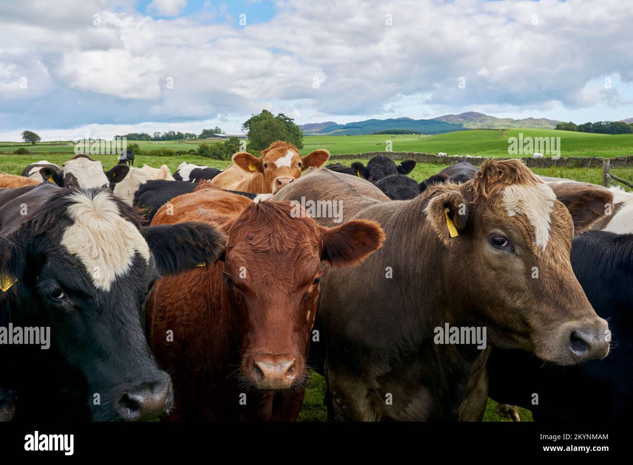 Bétail dans un champ sur une ferme près de Castle Douglas à Dumfries et Galloway, dans le sud-ouest de l'Écosse. Banque D'Images