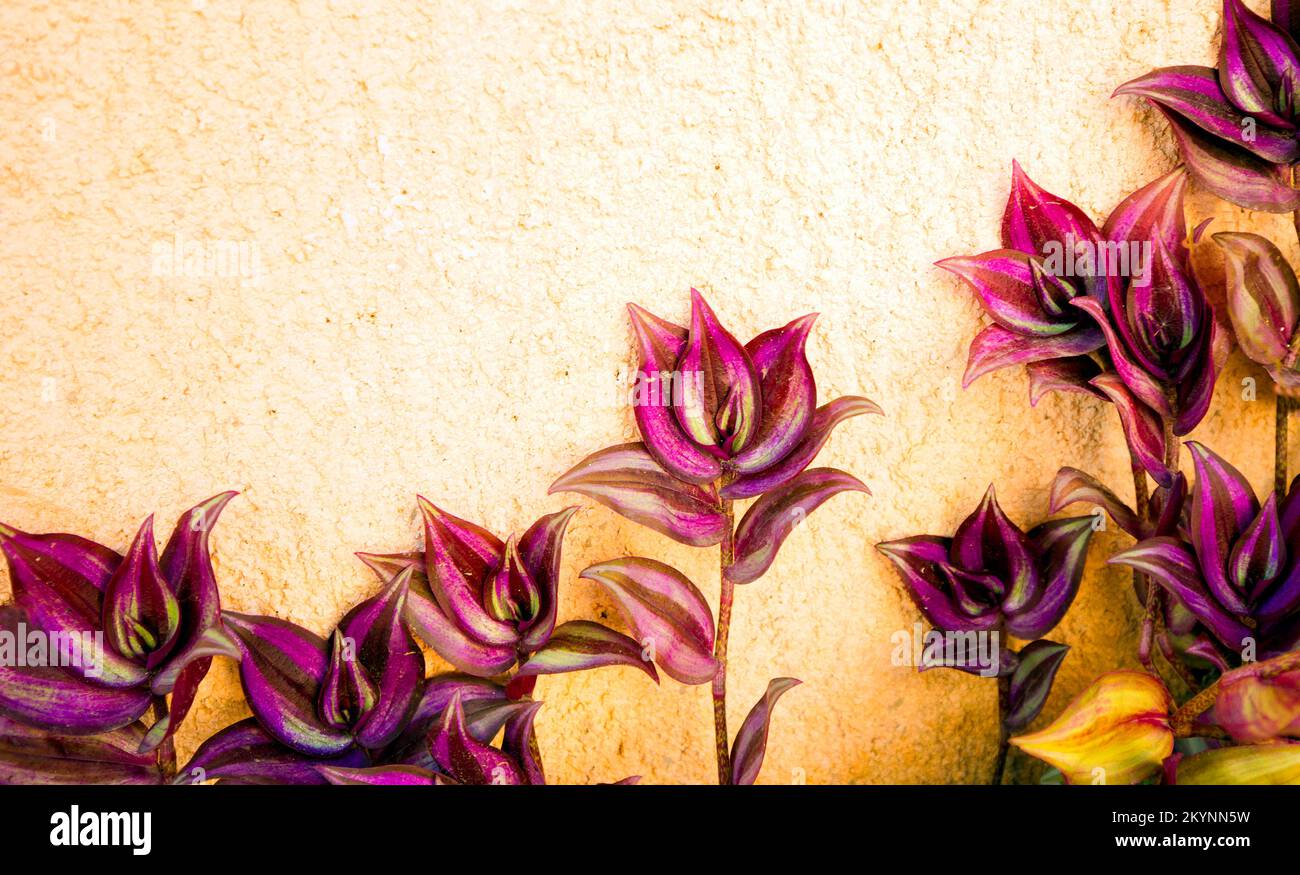 Tradescantia zebrina, changement de couleur numérique Banque D'Images