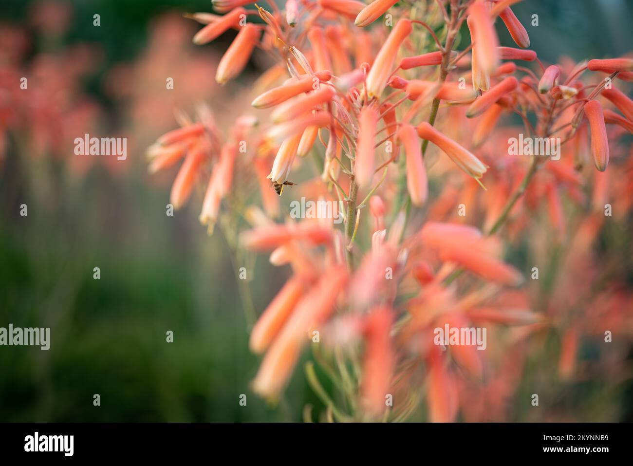 Fleurs rose-orange d'aloe vera pollinisées par une abeille - gros plan Banque D'Images