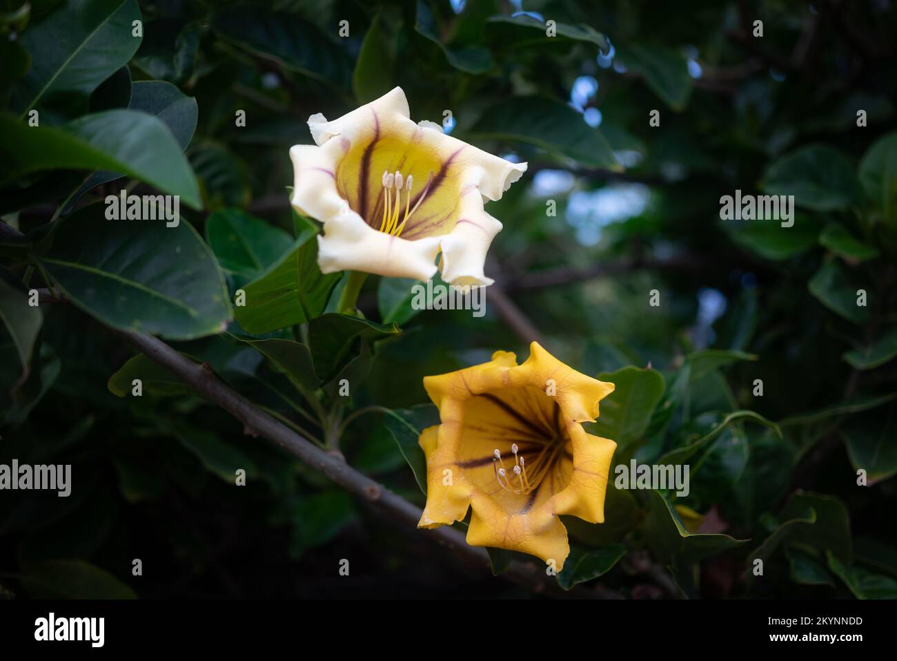 Grandes fleurs jaunes de Chalice Cup vigne ou tasse d'or. Flore tropicale exotique Banque D'Images