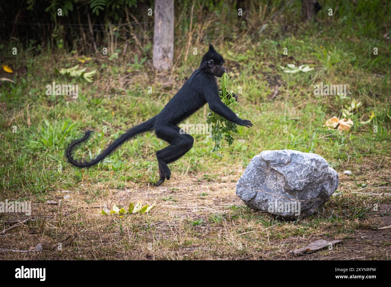 animal Banque D'Images