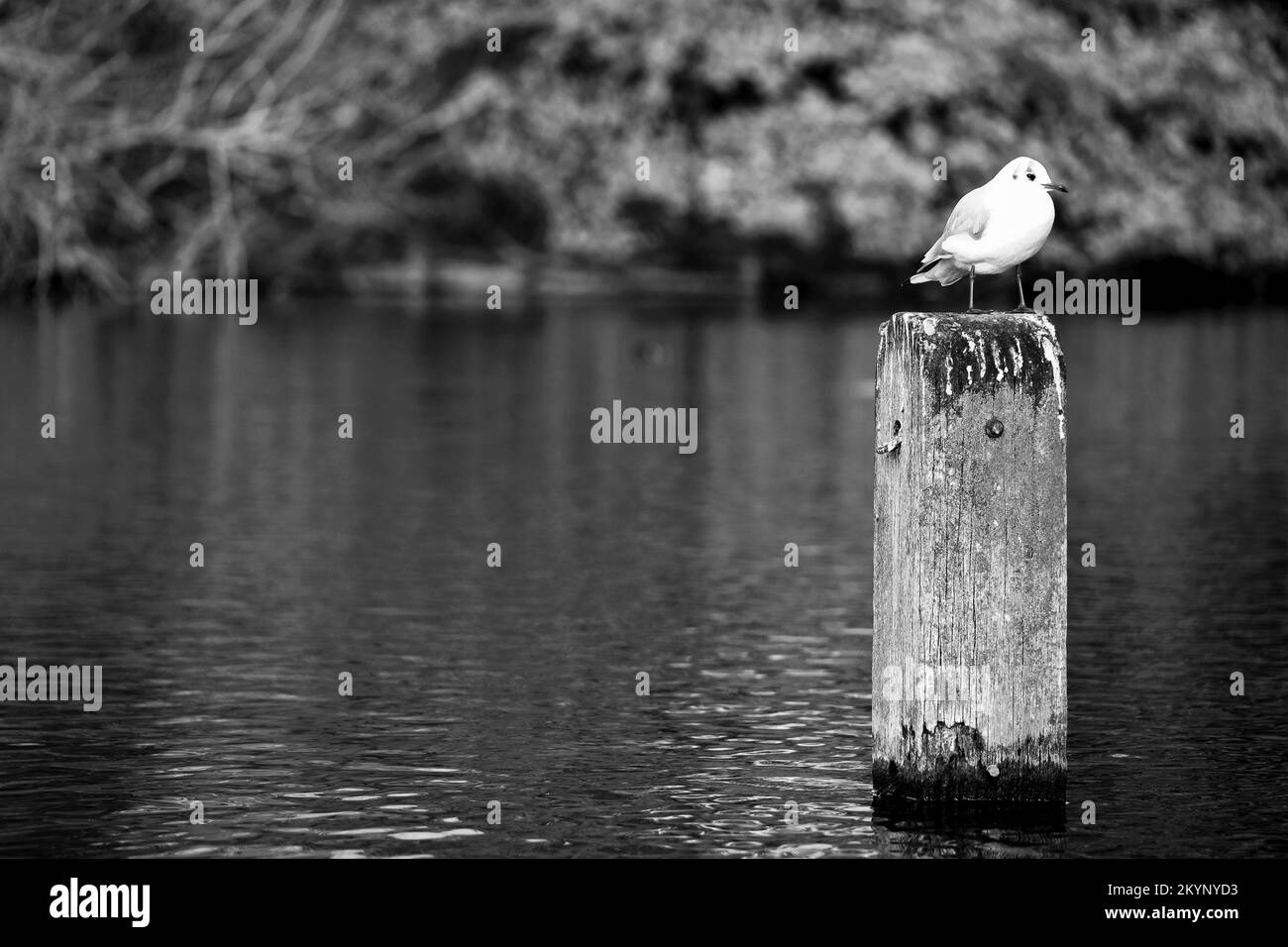 Bird on Post dans London Park Banque D'Images