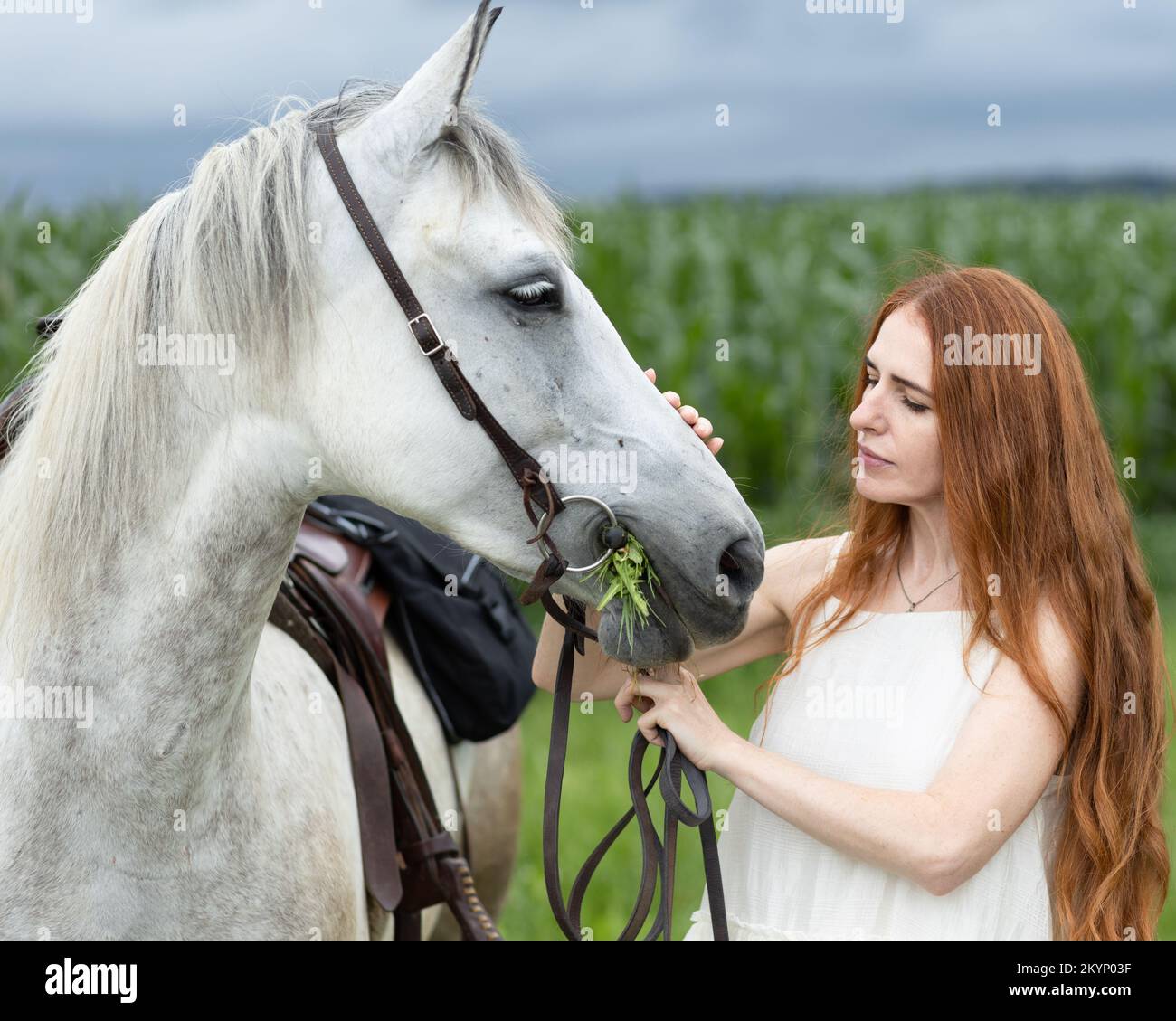 Belle femme aux cheveux rouges vêtue d'un cheval de couleur claire sur le fond d'un champ de maïs Banque D'Images