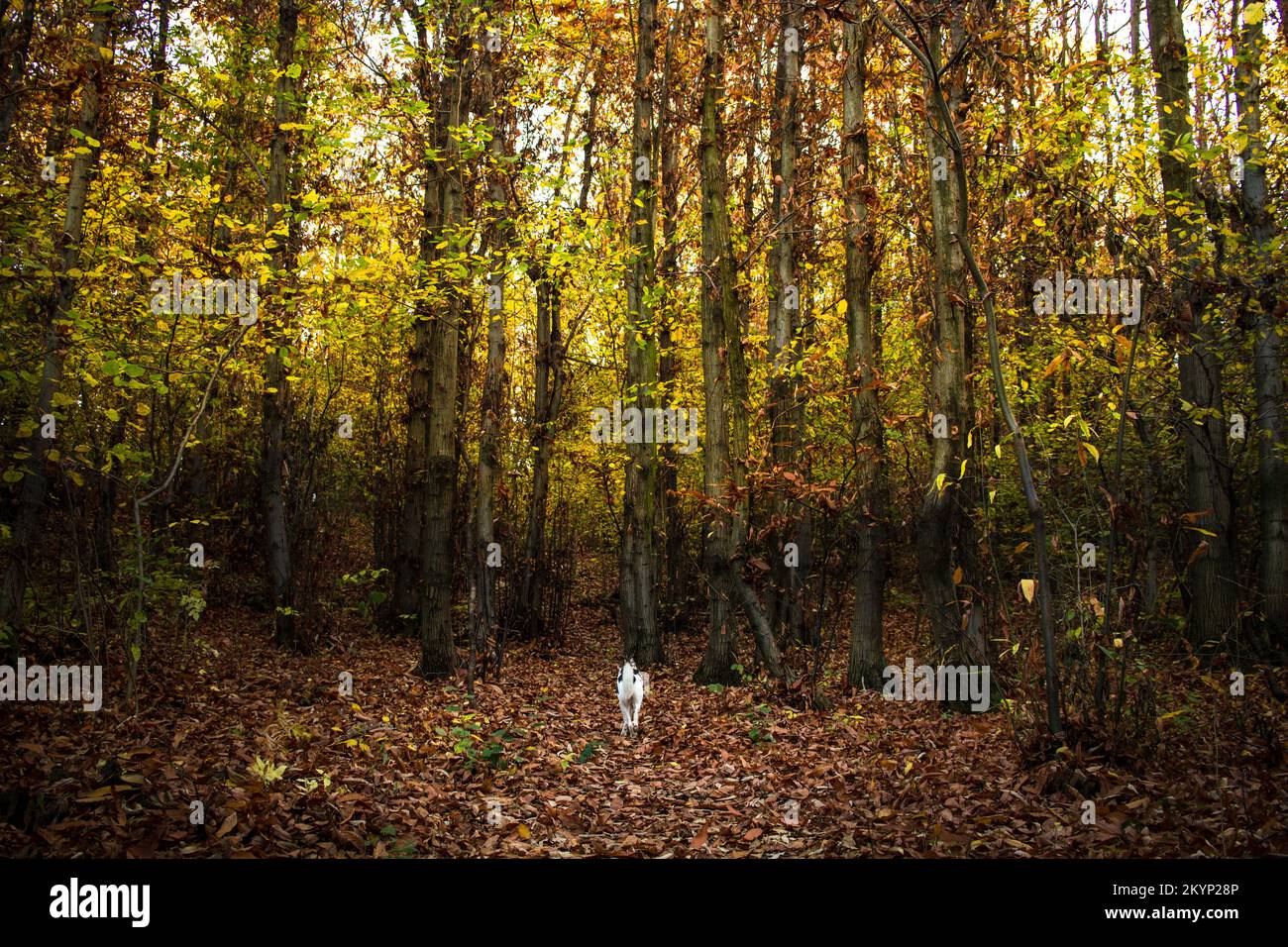Chien marchant dans le bois dans un jour d'automne Banque D'Images