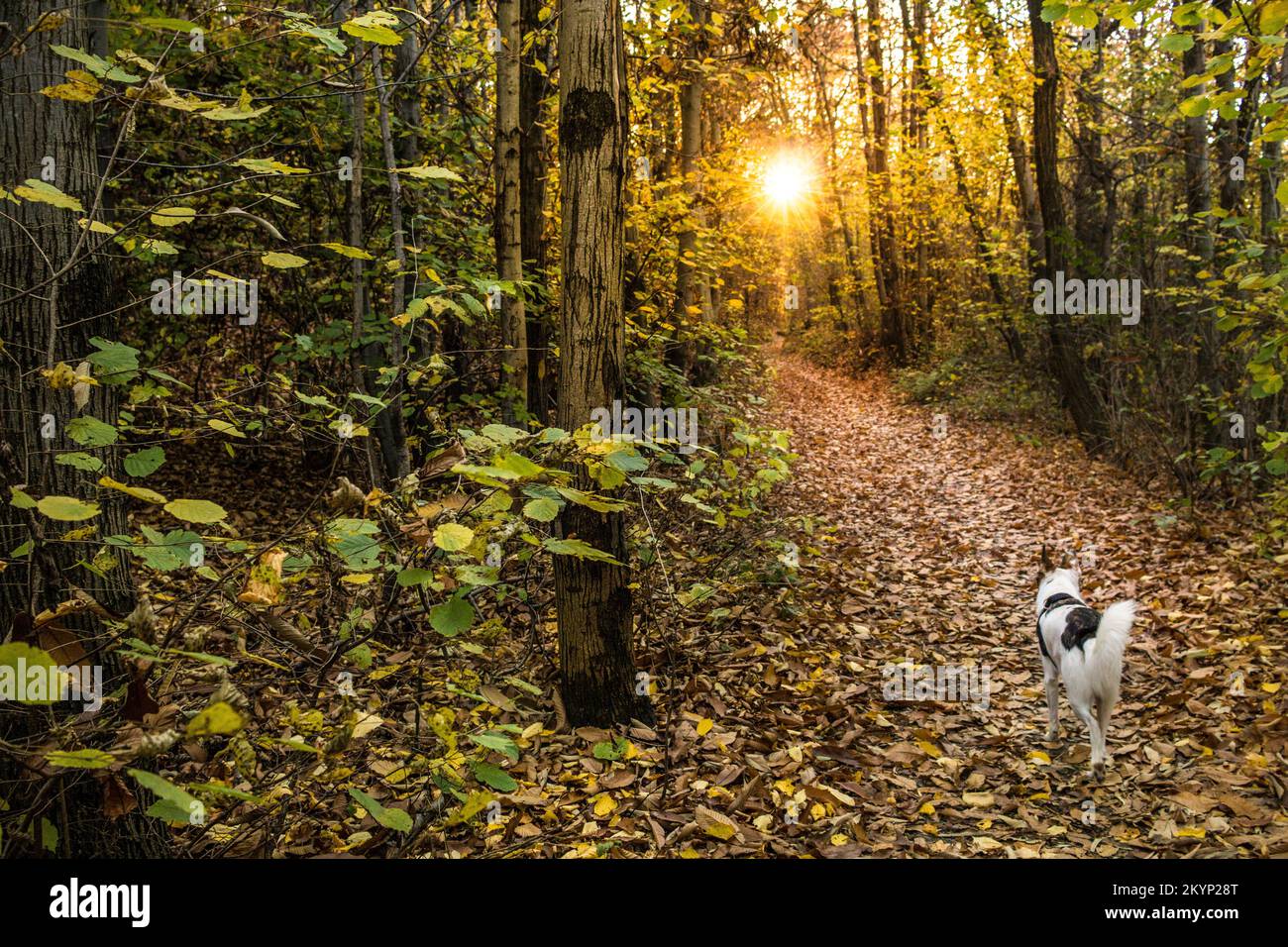 Chien blanc de race mixte marchant dans le bois dans un jour d'automne en Italie. Banque D'Images