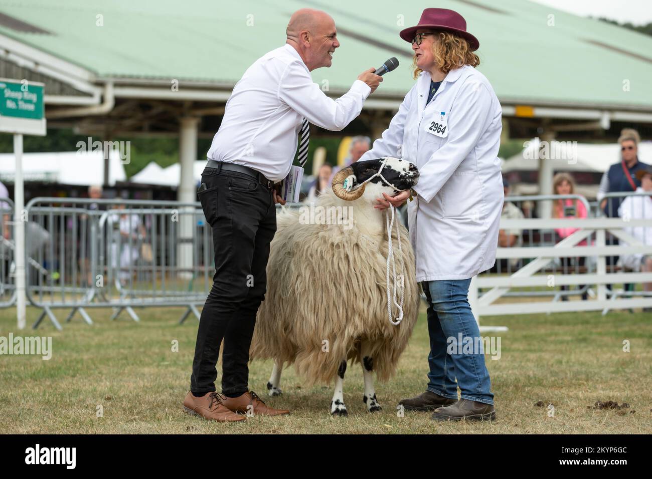 Great Yorkshire Show, Harrogate, Royaume-Uni. 15 juillet 2022. Des moutons sont tombés dans le show-ring avec un maître en entrevue au Great Yorkshire Show, Harr Banque D'Images