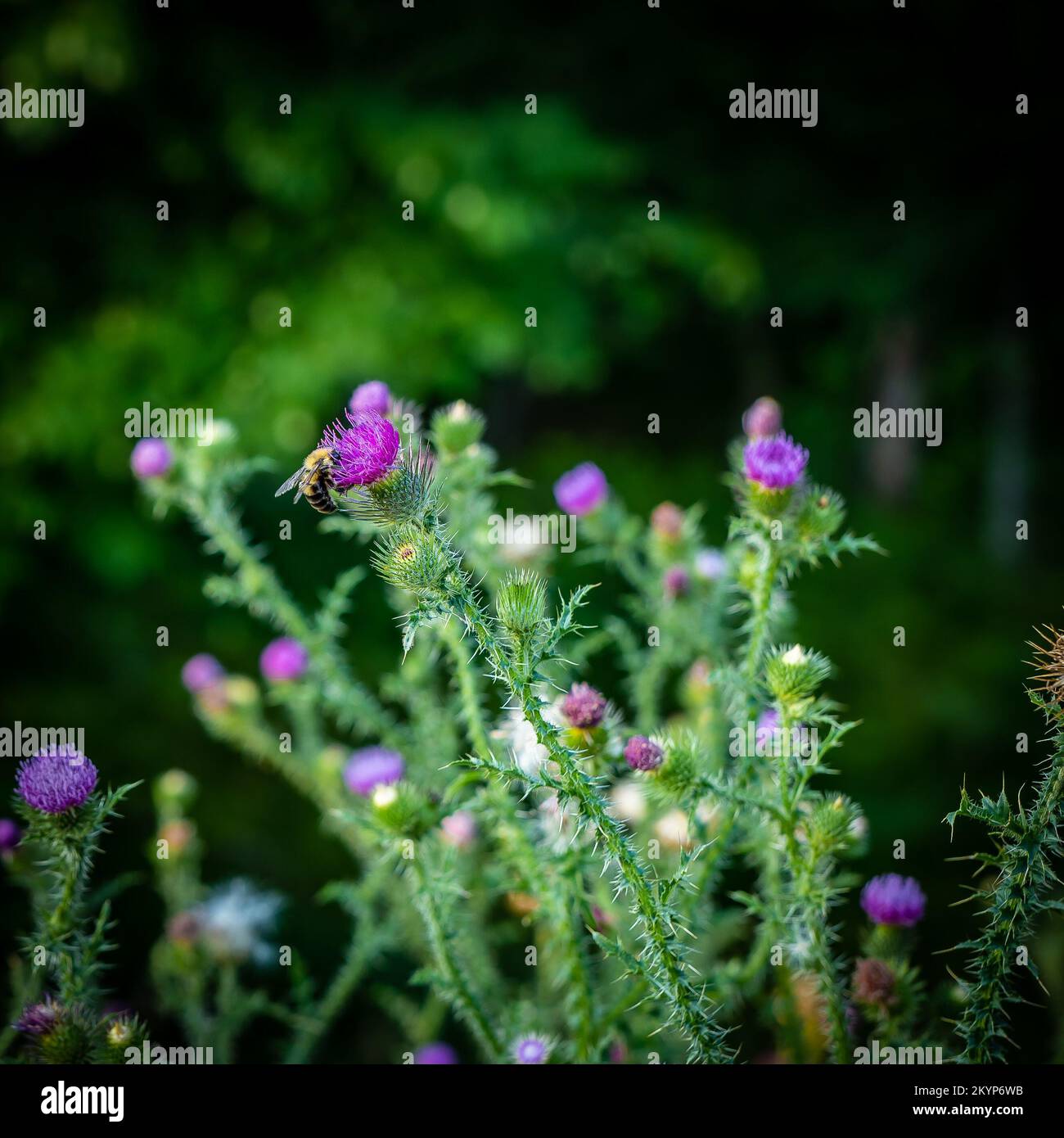 Carduus acanthoides, chardon à ailes larges ou sans épines, avec une abeille collectant du pollen à partir d'une fleur pourpre. Banque D'Images