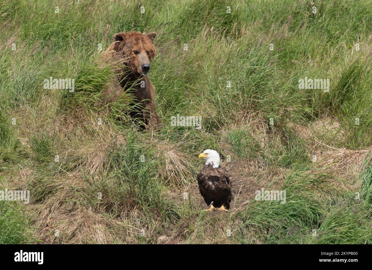 Amérique du Nord; États-Unis; Alaska; rivière McNeil; faune; Oiseaux; prédateurs; aigle à tête blanche; Haliaeetus leucocephalus; ours brun, Ursus arctos Banque D'Images