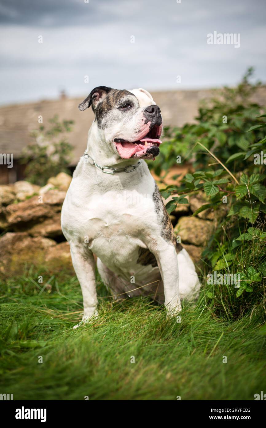 American Bulldog Banque D'Images