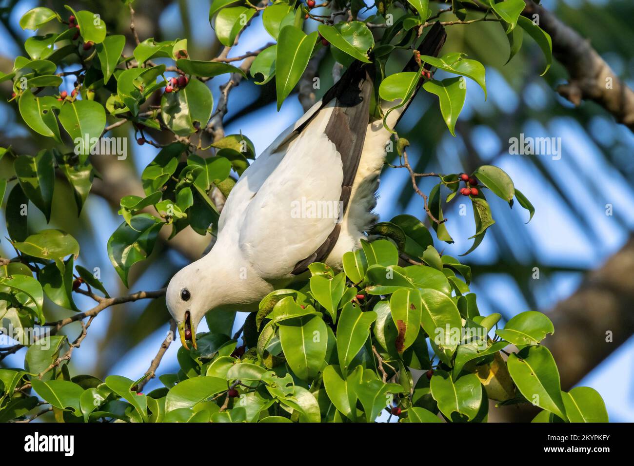 Pigeon impérial de Torresian se nourrissant de baies dans l'arbre Banque D'Images