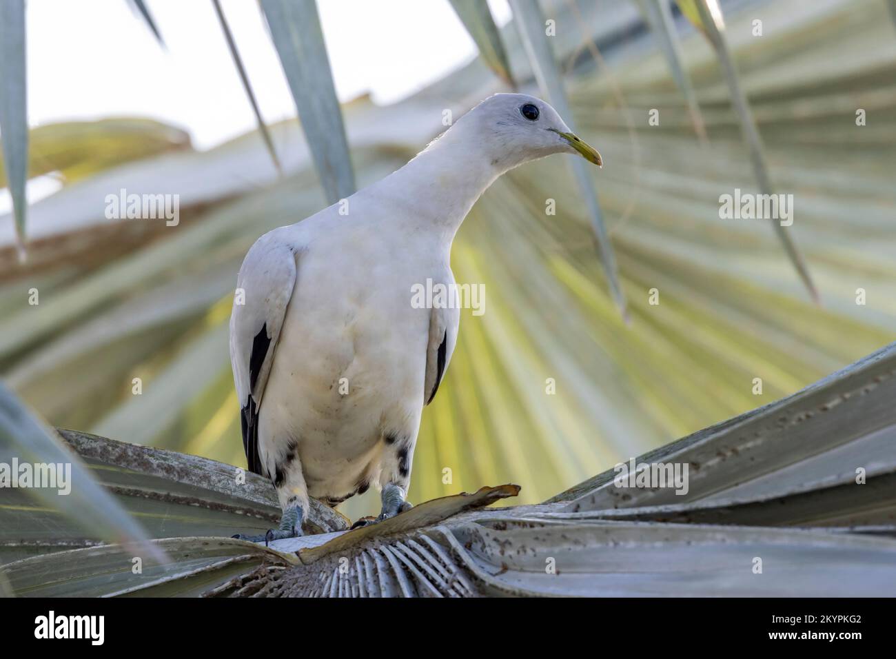 Pigeon impérial de Torresian reposant dans un palmier Banque D'Images