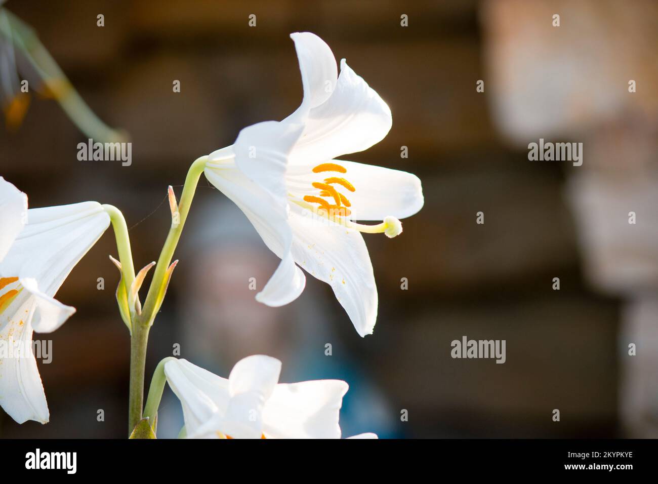 Fiore bianco, fleur blanche Banque D'Images