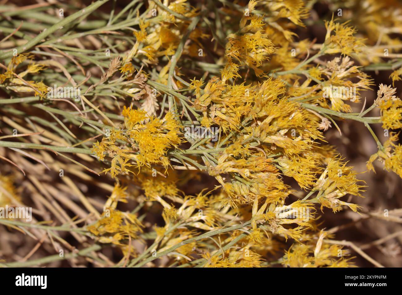 Inflorescences de tête de caïd à fleurs jaunes de l'Ericameria Nauseosa, Asteraceae, arbuste indigène dans le désert de Mojave du Nord, automne. Banque D'Images