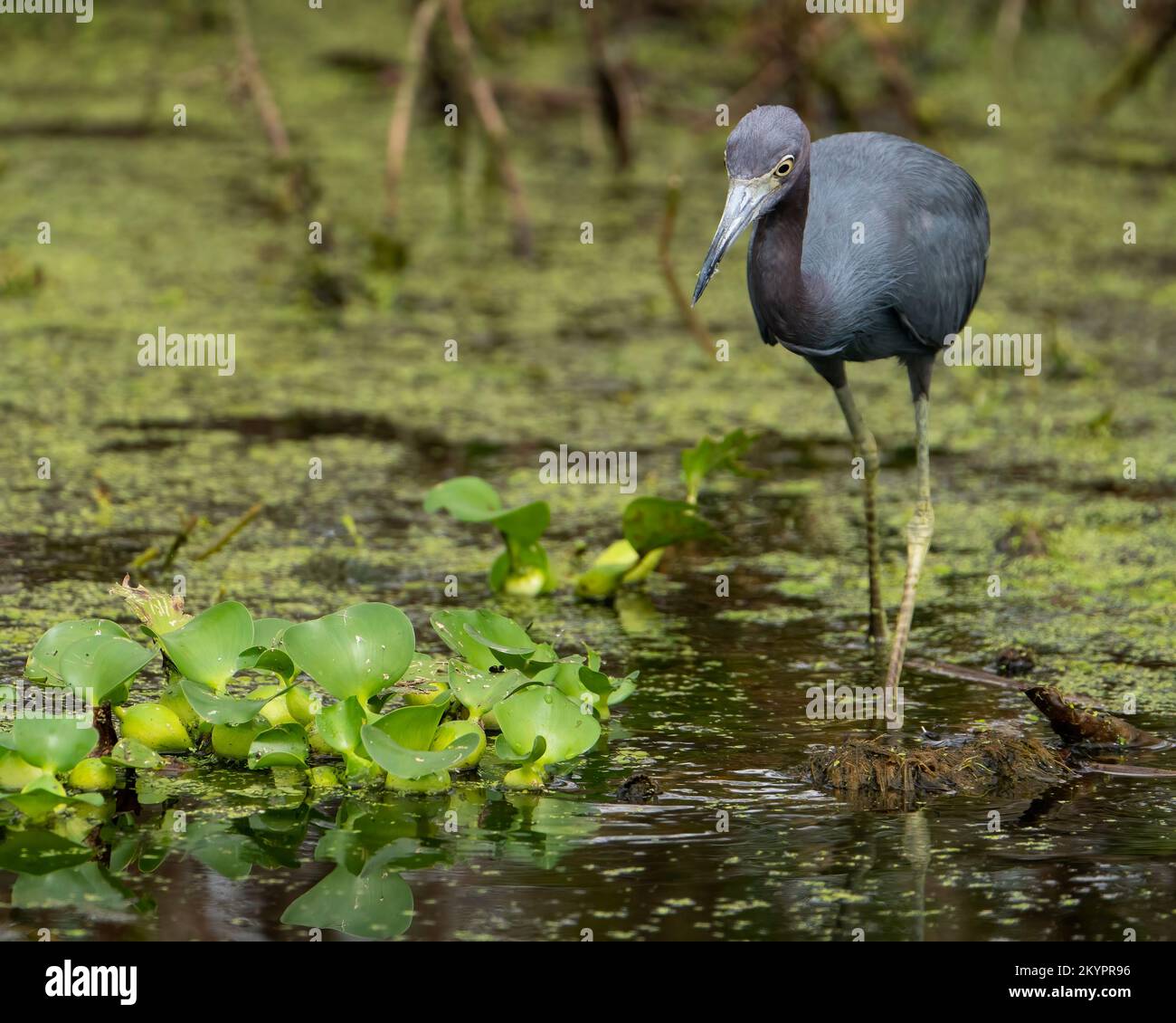 Un petit héron bleu chasse le marais. Banque D'Images