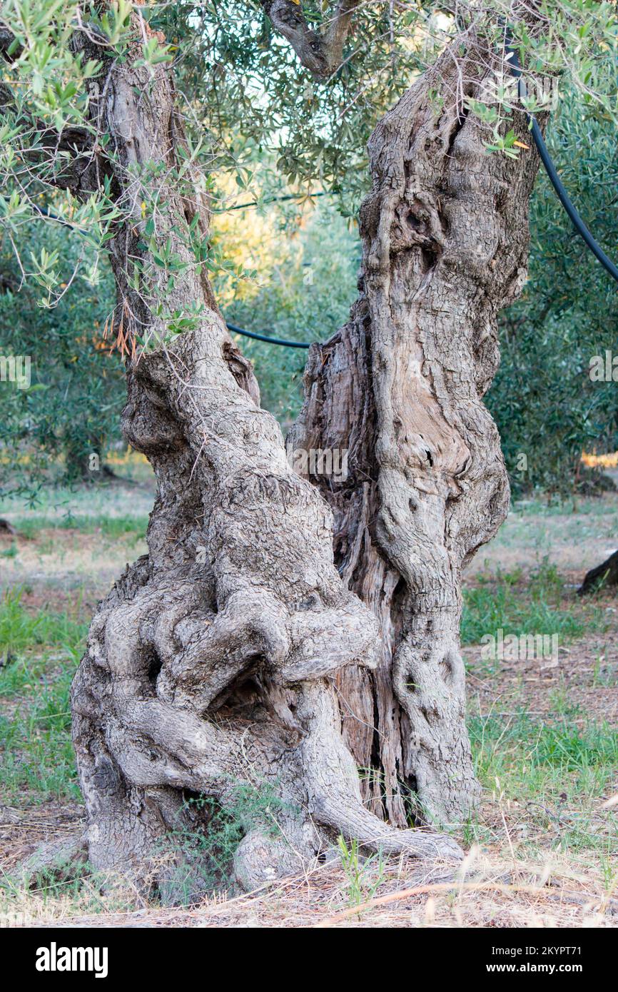 Ulivi deformi, oliviers déformés Banque D'Images