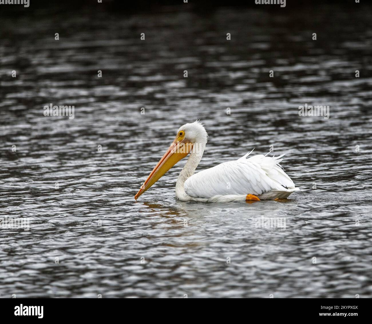 Pelican blanc américain (Pelecanus erythrorhynchos) à la réserve naturelle du bassin de Sepulveda à Van Nuys, CA. Banque D'Images