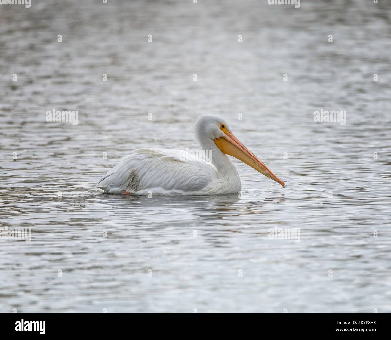 Pelican blanc américain (Pelecanus erythrorhynchos) à la réserve naturelle du bassin de Sepulveda à Van Nuys, CA. Banque D'Images