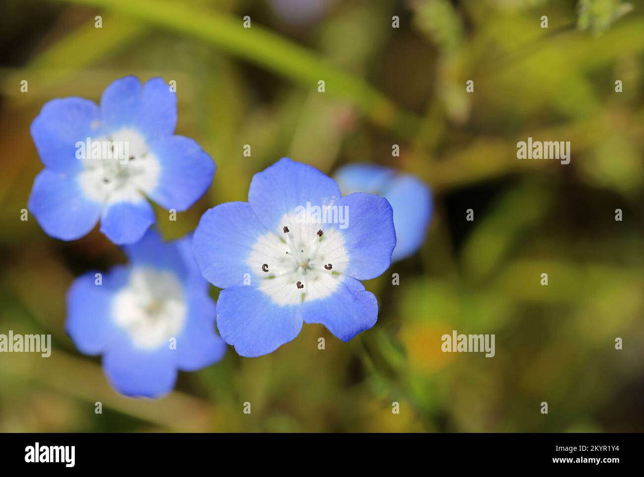 Bébé yeux bleus gros plan - Californie Banque D'Images