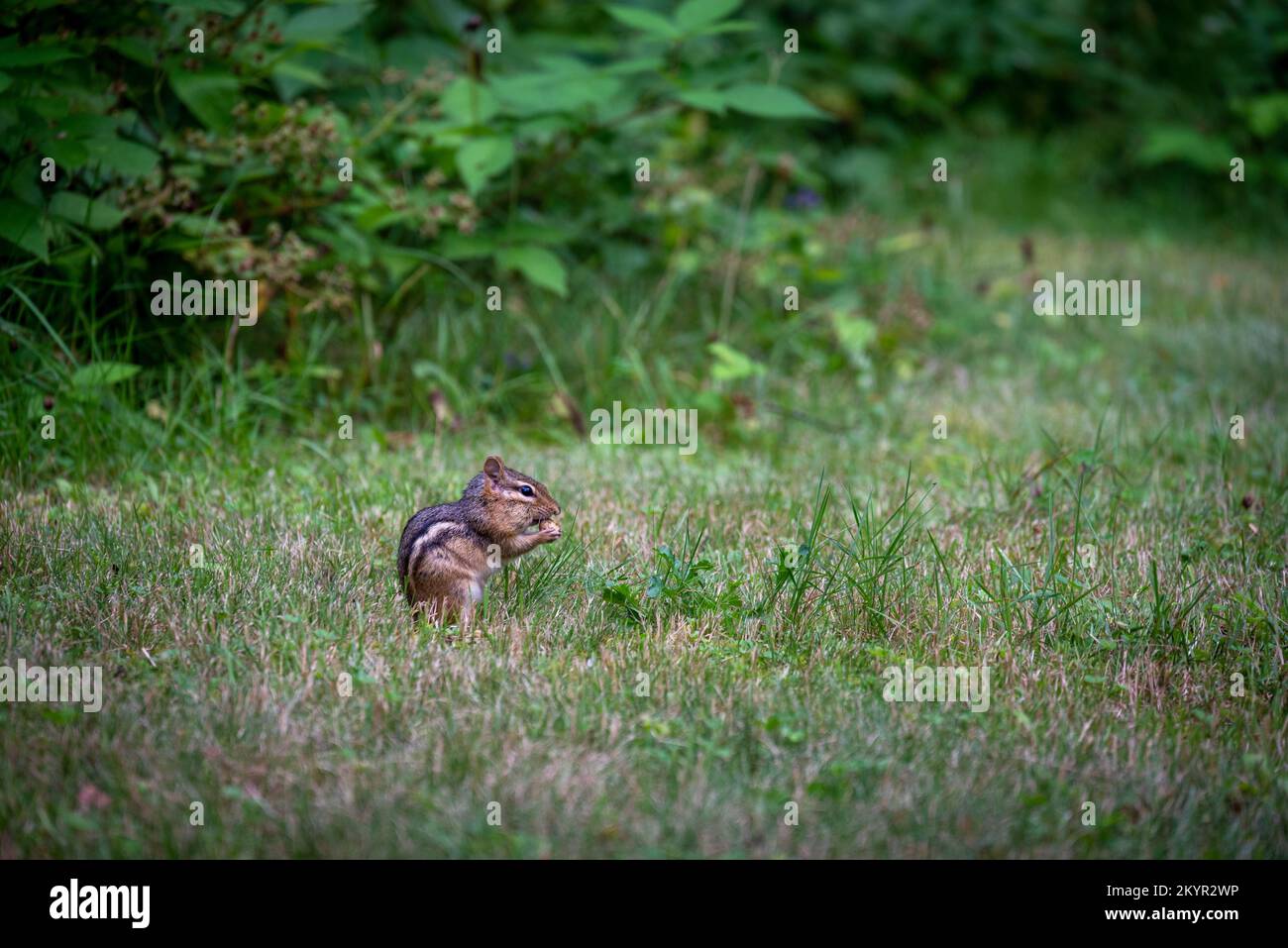 Tortue commune qui marche sur l'herbe Banque D'Images