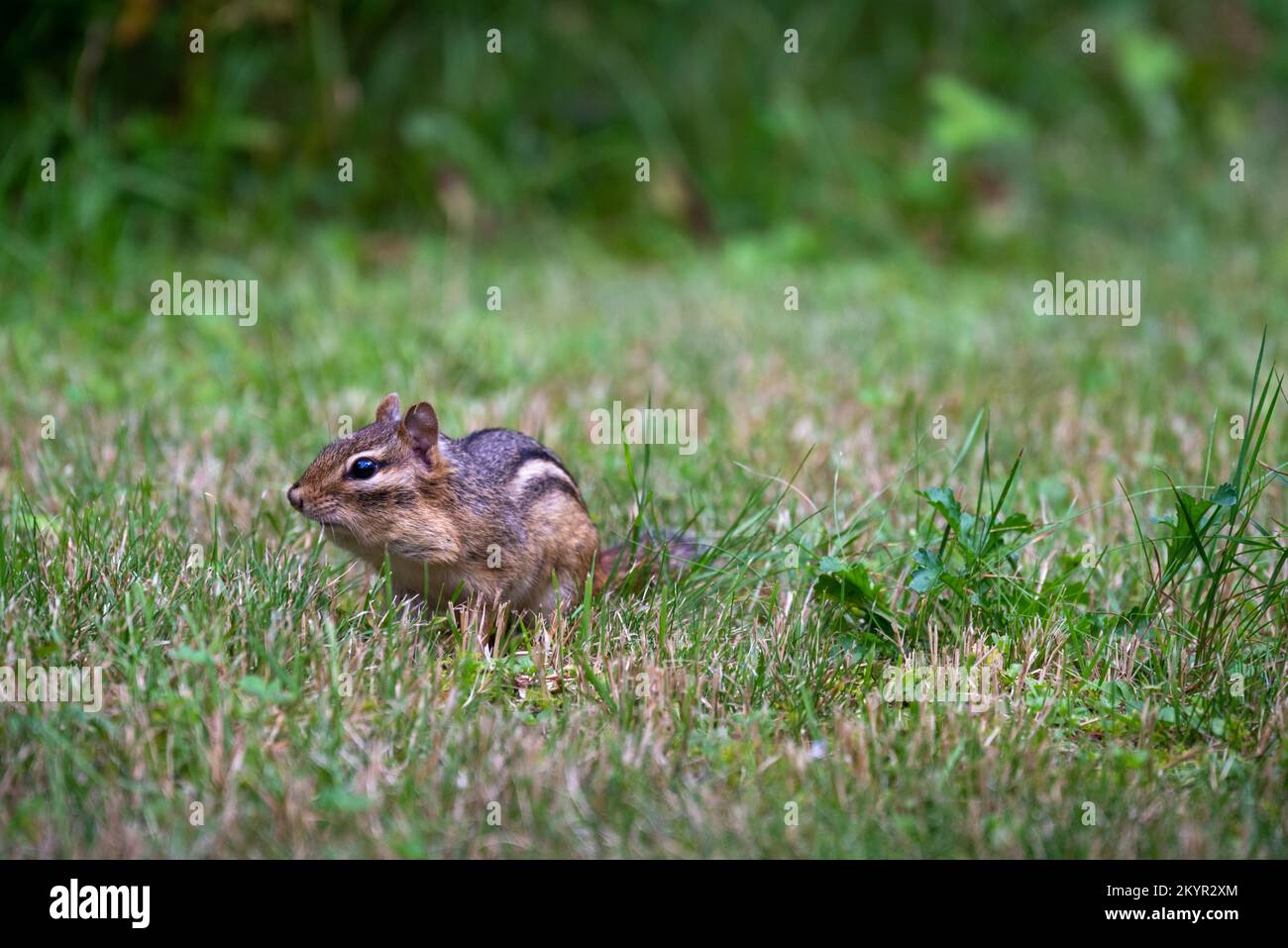 Tortue commune qui marche sur l'herbe Banque D'Images