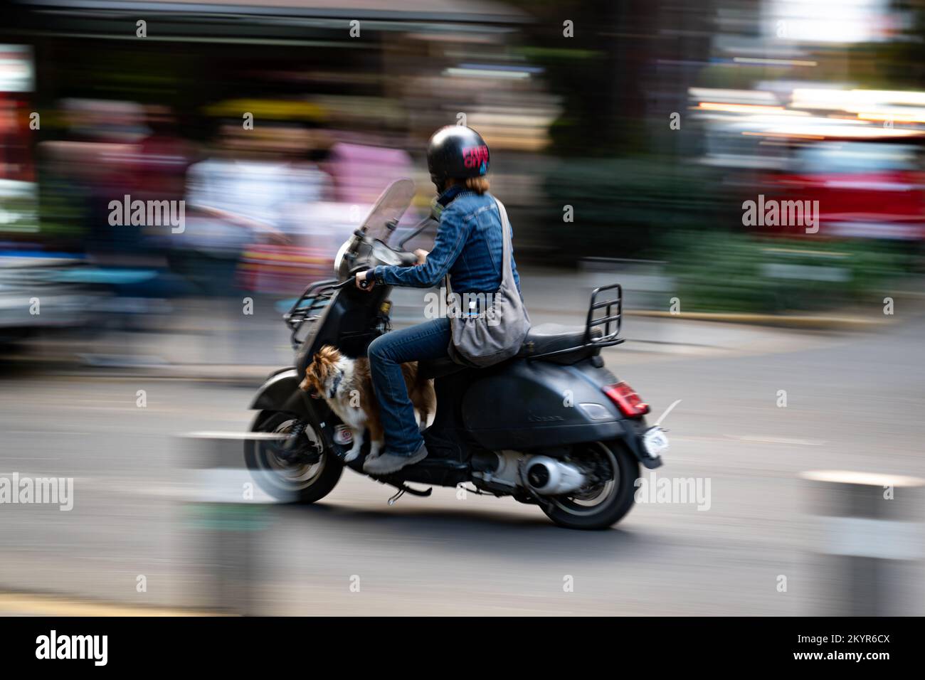 Femme et chien de compagnie qui se déplace en scooter dans le quartier de la Condesa à Mexico Banque D'Images