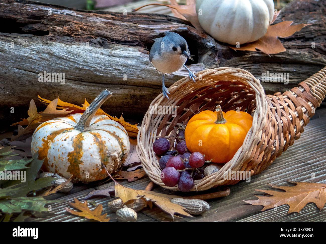 Le titmouse touffeté découvre une cornucopia de gâteries d'oiseaux sucrées dans cette vie encore d'automne Banque D'Images