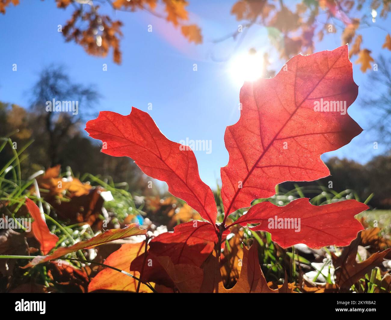 Une belle feuille de chêne rouge vif pousse dans l'herbe verte dans un défrichement dans la forêt lors d'un jour d'automne ensoleillé avec un ciel bleu clair gros plan. Vue de dessous. Nature, environnement Banque D'Images