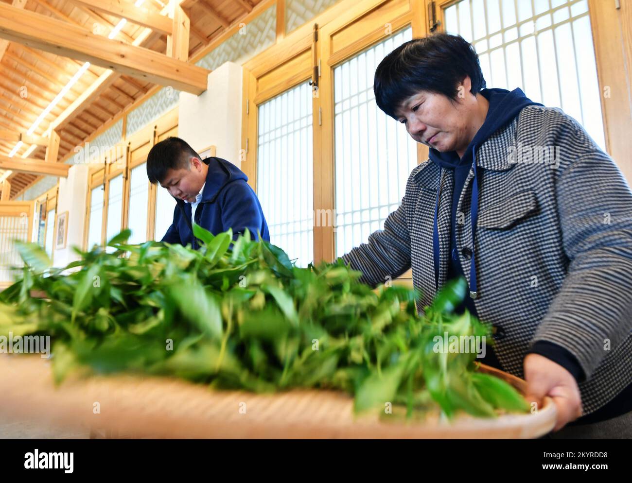 WUYISHAN, 2 décembre 2022 (Xinhua) -- You Yuqiong (R), la seule femme héritante de la technique de fabrication du thé de roche de Wuyi, instruit son fils Fang Zhou dans la technique d'agitation manuelle du thé de roche de Wuyi à Wuyishan, dans la province du Fujian du sud-est de la Chine, 1 décembre 2022. Wuyishan, la ville natale du thé rock, propose un large éventail de variétés de thé rock. La technique de fabrication du thé de roche Wuyi, une variété spéciale d'oolong avec un goût particulièrement torréfié et un arôme floral et fruité, comprend plus de 10 procédures de transformation, y compris la récolte du thé, le flétrissement, la fixation, la torsion, le séchage et ainsi de suite. Po Banque D'Images