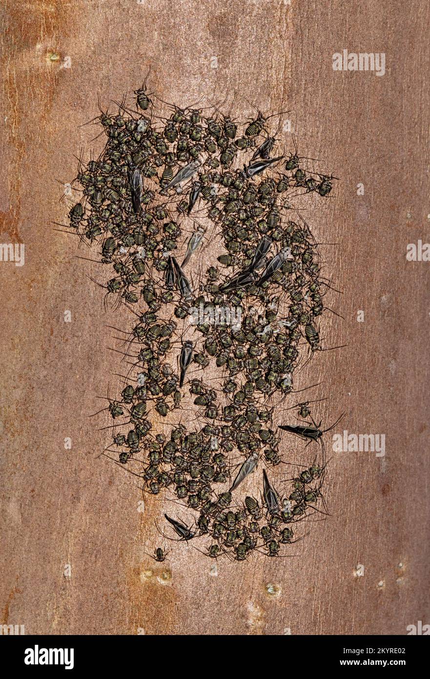 La colonie commune de Barklouse (Cerastipsocus venosus) se rassemblait sur une branche de myrte de Crepe à Houston, au Texas. Banque D'Images