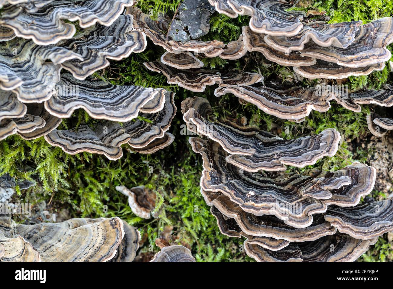 Turkeytail , Trametes versicolor, Milton Abbas, Dorset, Royaume-Uni. Non comestible, peut-être médicinal Banque D'Images