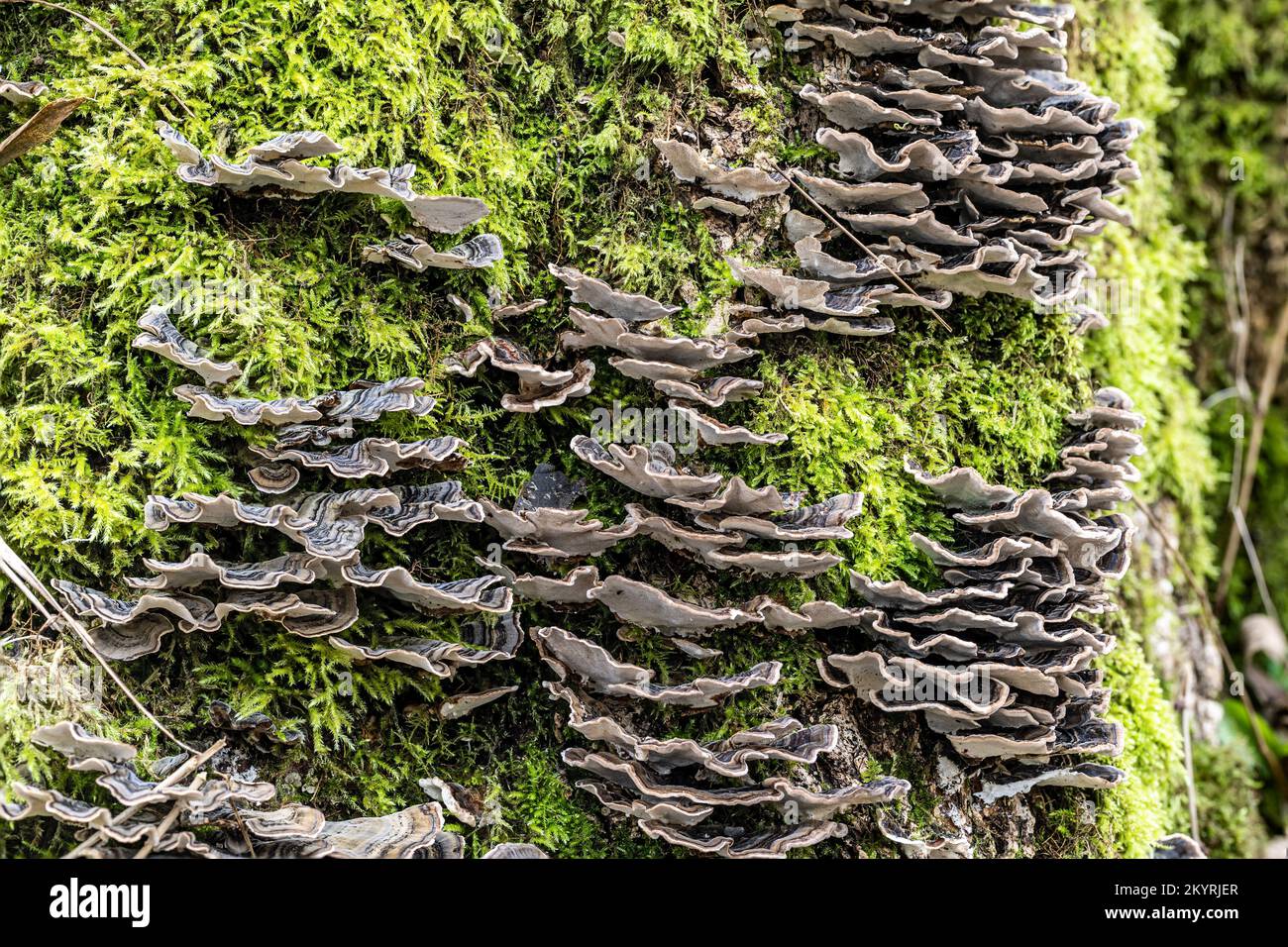 Turkeytail , Trametes versicolor, Milton Abbas, Dorset, Royaume-Uni. Non comestible, peut-être médicinal Banque D'Images