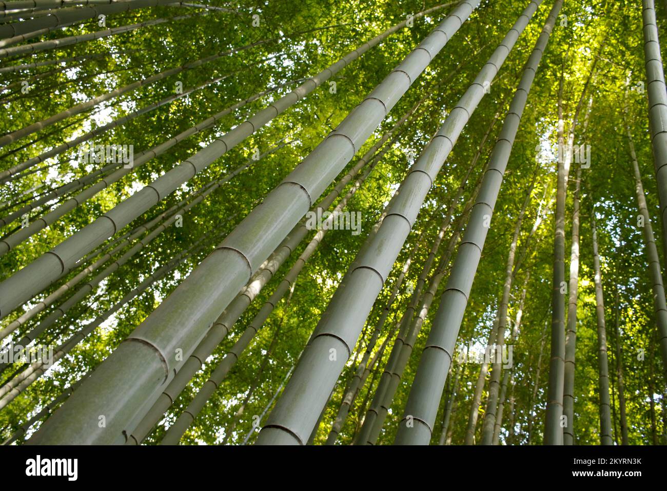Troncs de bambou dans la forêt de bambous d'Arashiyama à Kyoto, Japon, Asie Banque D'Images
