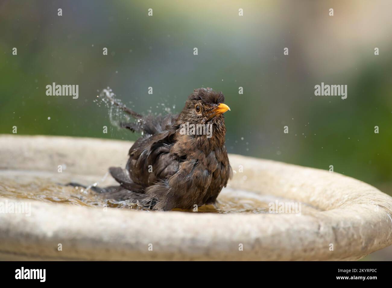 European blackbird (Turdus merula) adulte femme oiseau baignade dans un bain d'oiseau de jardin, Suffolk, Angleterre, Royaume-Uni, Europe Banque D'Images