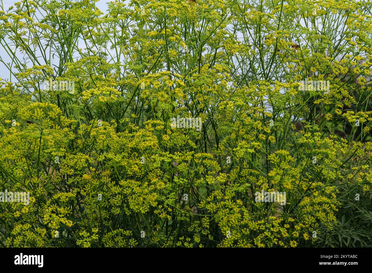 Pimpinella anisum. Arrière-plan nature en fleurs. Plante médicinale saine. Prairie verte d'été. Banque D'Images