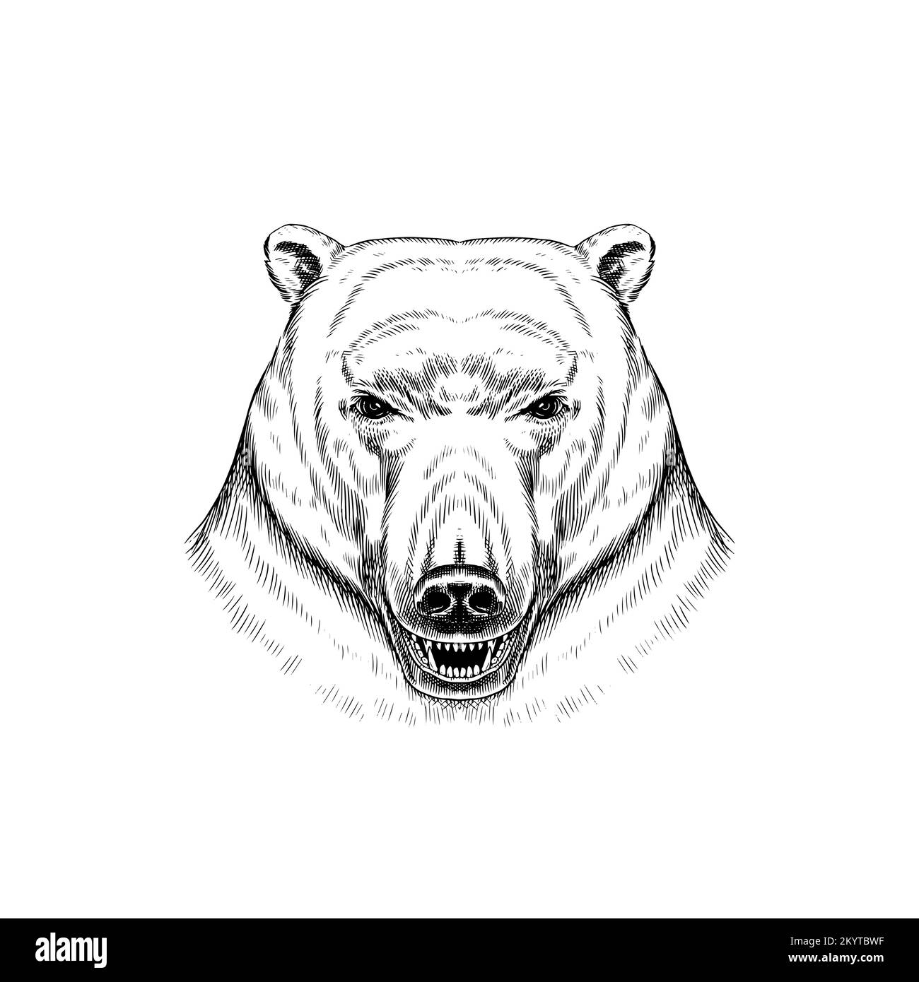 Ours polaire sauvage. Animal du Nord dans un style vintage. Illustration du vecteur rétro. Style Doodle. Esquisse gravée dessinée à la main Illustration de Vecteur Ours polaire sauvage. Animal du Nord dans un style vintage. Illustration du vecteur rétro. Style Doodle. Esquisse gravée dessinée à la main Illustration de Vecteur