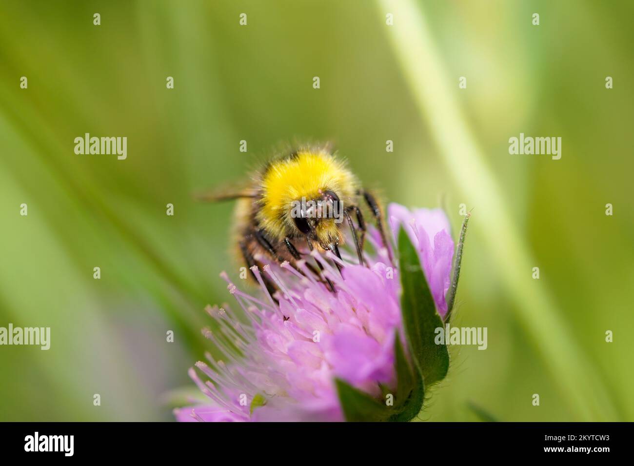 Gros plan d'une abeille collectant le nectar sur une fleur. Bombus. Banque D'Images