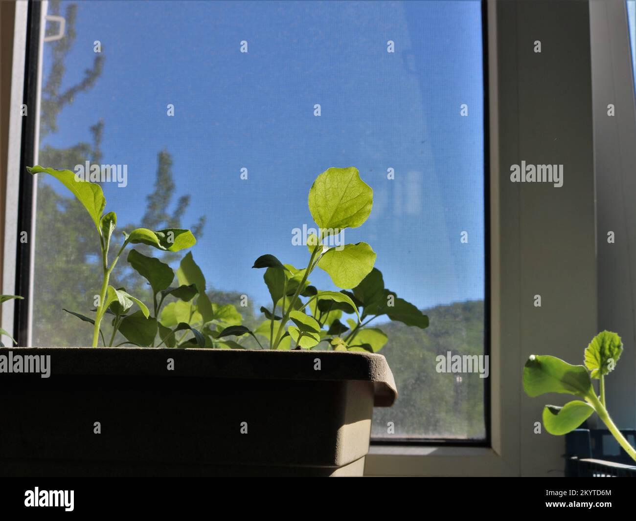 jeunes plants de courgettes et d'aubergines dans des récipients en plastique sur un rebord ensoleillé, préparant des légumes pour la saison de jardinage Banque D'Images