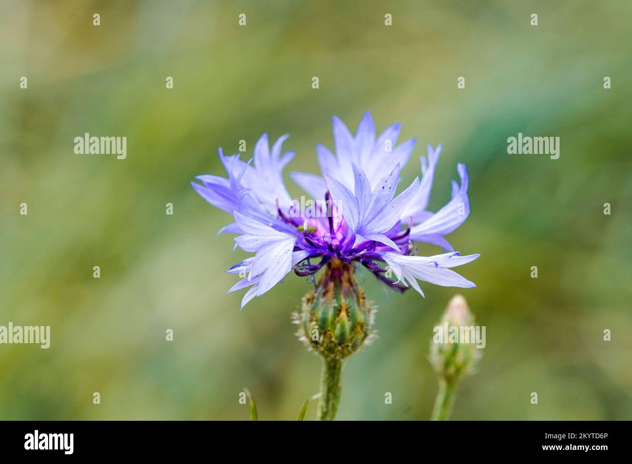 Fleur de maïs sur fond vert. Fleur bleue de la plante gros plan. Centaurea cyanus. Banque D'Images