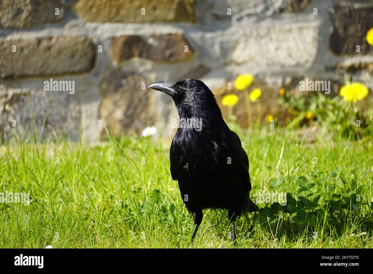 Portrait d'un corbeau noir sur un pré vert. Corvus Corvidae. Oiseau avec plumage noir. Banque D'Images