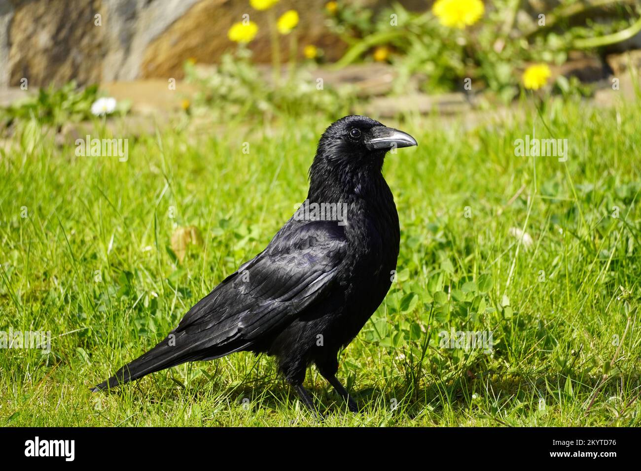Portrait d'un corbeau noir sur un pré vert. Corvus Corvidae. Oiseau avec plumage noir. Banque D'Images
