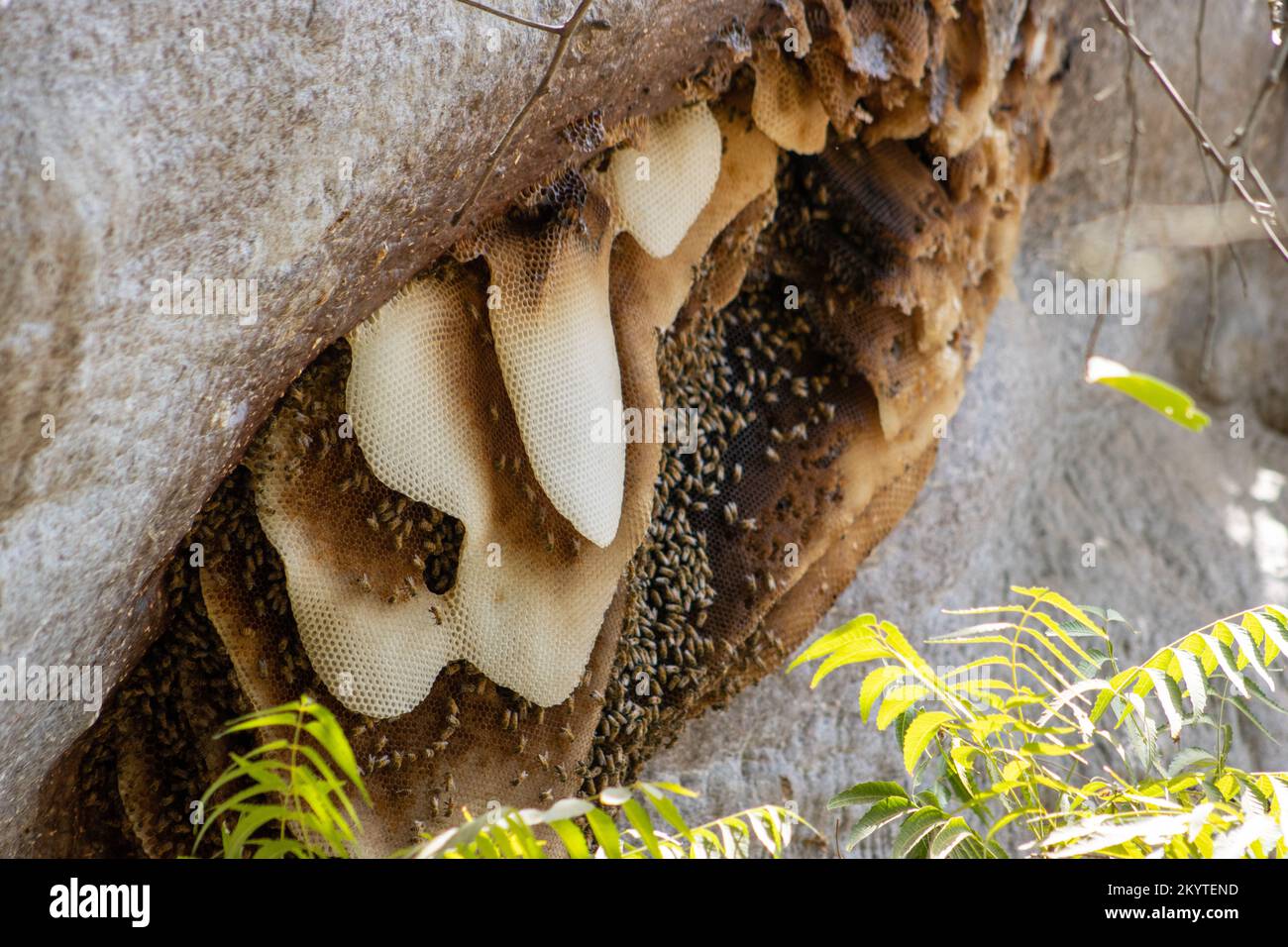 Les abeilles géantes nichent sur un baobab africain déchu (Adansonia digitata) Banque D'Images