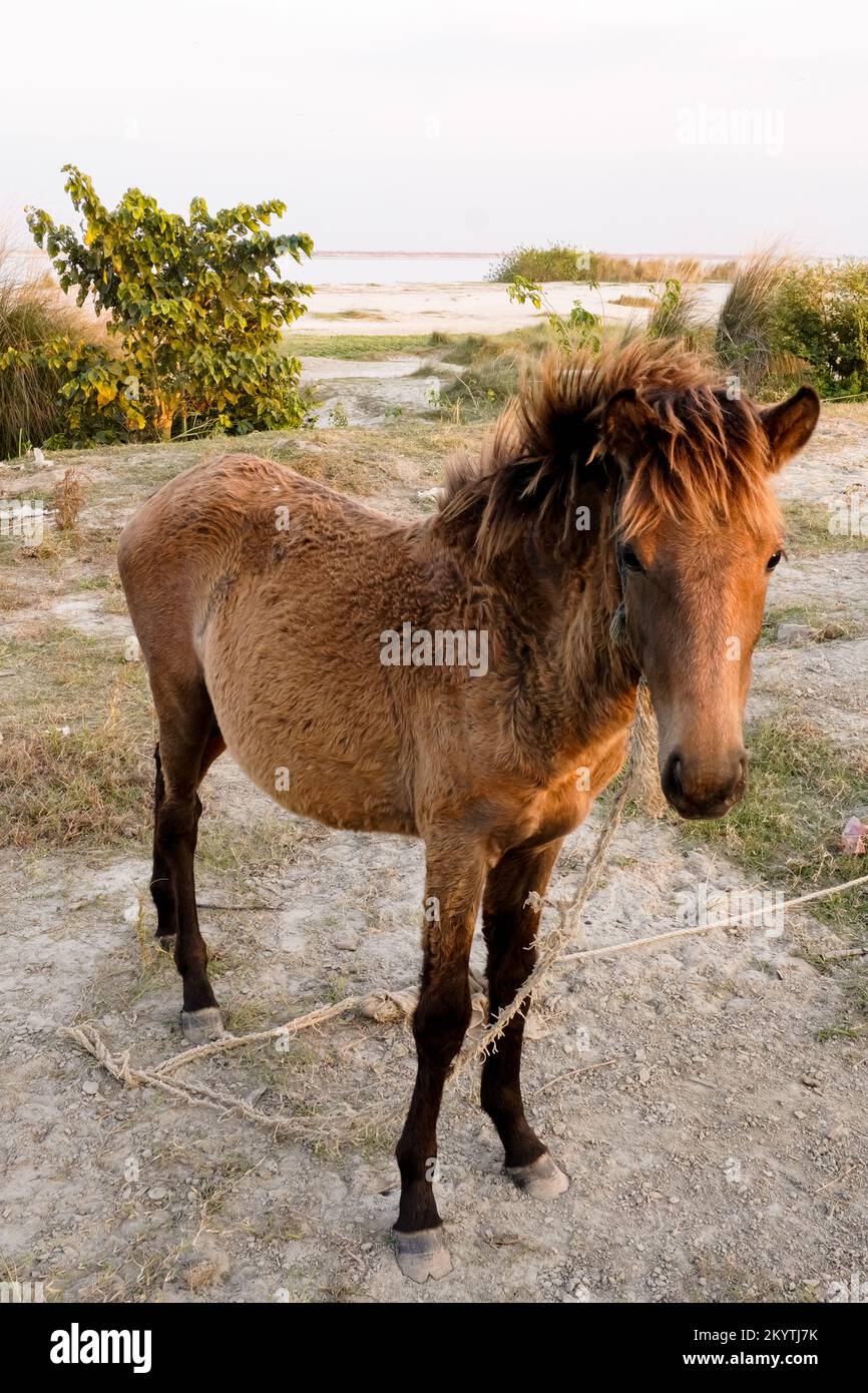 cheval brun debout dans l'herbe haute dans la lumière du coucher de soleil, fond jaune et vert Banque D'Images